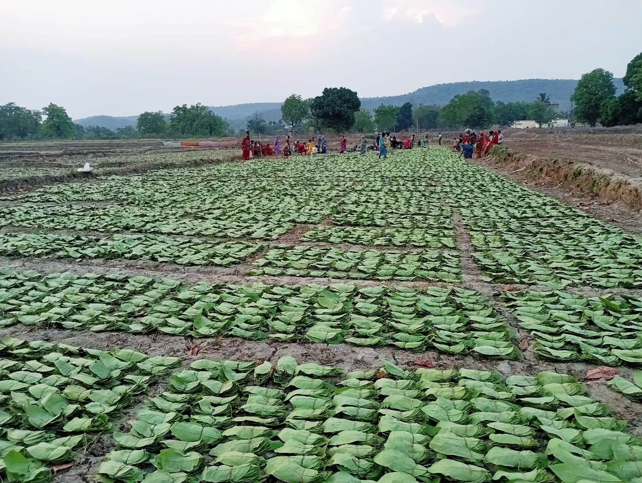 तेंदूपत्ता संग्रहण दर बढ़ने से संग्राहकों को हुआ 18.73 करोड़ अधिक मुनाफा, 